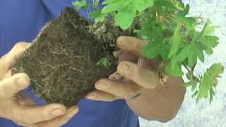 ORIENTAL SWEET GUM BONSAI