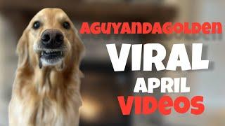 The Most VIRAL Dog Videos Of April From AGuyandAGolden