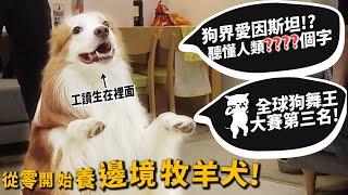 【從零開始養】邊境牧羊犬!狗界愛因斯坦!可以聽懂人類多少字?狗界舞王第三名!【許伯簡芝】Border Collie