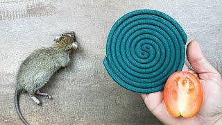 Get Rid of Mice and Rats Naturally in Just One Minute! 