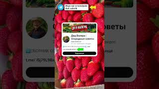 Комары больше не подлетают — старинный способ, который реально работает #огород #дача #комары