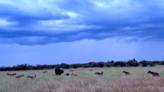 Buffalo mother and calf surrounded by hyenas gets saved by a hyena clan fight