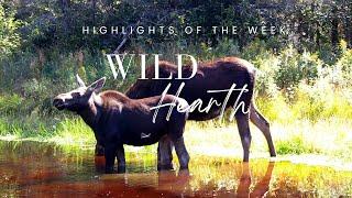 Highlight compilation of the week @Wildhearth #nature #deer #moose #trailcamera #naturephotography