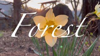 [Forest] 봄날의 숲 | 제천 리솜 포레스트 | 수선화, 산책, 커피 | 앤가든