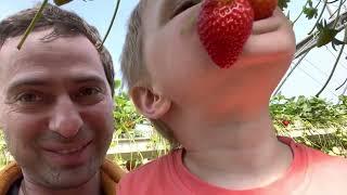 Strawberry picking in Israel 2023 // Сборы клубники в Израиле