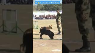 well trained labrador dog | #shorts #trending #army @raxthelabrador6144