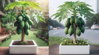 How to grow down super dwarf papaya trees  | Great method grow super dwarf papaya trees