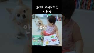 솜이 무서워하는 사랑이ㅋㅋ