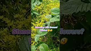 노랑꽃과 딸기~Blooming yellow & Strawberry so pretty #나물 #자연 #nature #딸기 #돌나물 #자연 @귀농 #시골 #시골체험 #시골일상