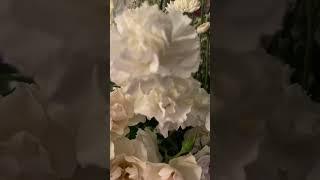 #JesusesDios #eljardindeMariateresa #flores