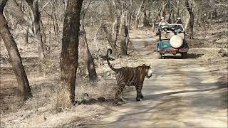 TIGER ON Relaxing Walk  IN Ranthambhore National park,  India टाईगर की दमदार घूमना