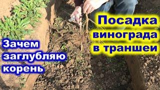 Метод ПОСАДКИ ВИНОГРАДА в ТРАНШЕИ.
