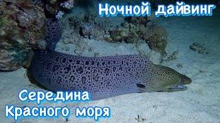 Ночное погружение с аквалангом в середине Красного моря.