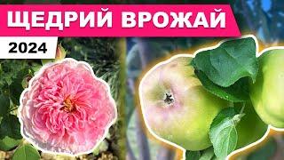 ДОГЛЯД ЗА САДОМ, обрізаю троянди, ЯЛИНЦІ ВЖЕ КРАЩЕ, мало води в скважині