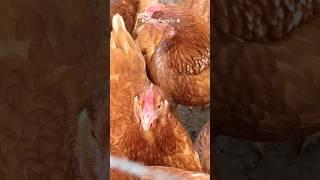 #hen #henfarming #farm #birds #henlovers #life #cute #family #farming #hens #countryside #village