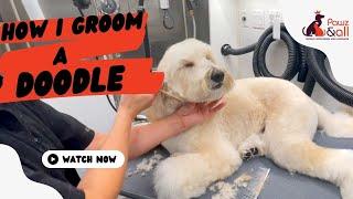 HOW I GROOM A DOODLE