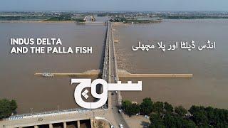 Indus Delta and The Palla Fish | Soch Videos