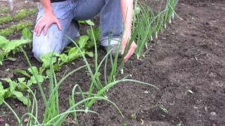 How to Grow Onions from Seed - Gurney's Video