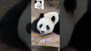 奶爸问梅清几岁，梅清不语只是龇了一下牙而已哈哈哈！ 梅清：别输在不会表达上！#不止我一个想rua大熊猫 #大熊猫梅清 #广州长隆野生动物世界 #来这吸熊猫 #大熊猫三胞胎萌帅酷