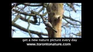 How chickadees do their groceries