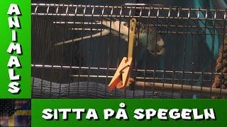 TDG Animals - Undulaten Wilgot - Sitta på spegeln (Bokstavligt)