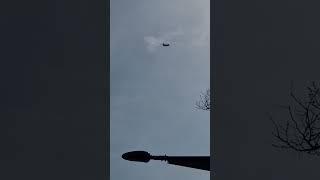 의젓하고 당당한푸들 해피
