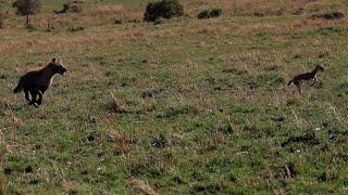 Gazelle escapes cheetahs only to run into a hyena