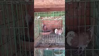 #حمام #لايك #اكسبلور #المربي الصغير 