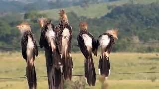 BIRD, GUIRA CUCKOO (GUIRA GUIRA), ANU-BRANCO, RABO-DE-PALHA, Family sing basking in the morning sun.