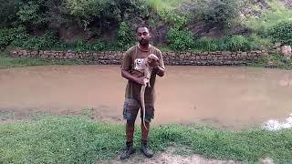 Rescue of Giant Monitor Lizard by Team STCO