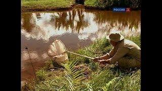 Искусство ловли насекомых. Страсти по насекомым.