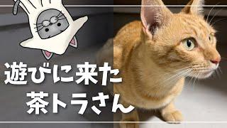 遊びに来た野良猫がかわいい【ロシアンブルー】外猫