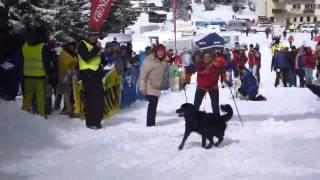 Margit+Asterix, Skijöring beim 3. Internationalen Hundeschlittenrennen am Gaberl 2013