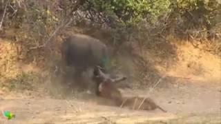 Buffalo vs lion