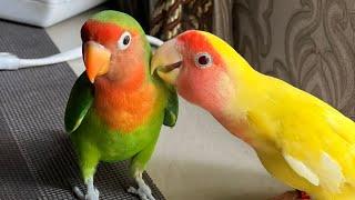 Lovebird talking | tame Lovebird | Lovebirds talking and singing