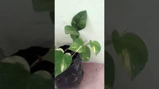 #plants #beach #nature #games