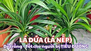 Lá dứa (lá nếp) - dể chăm sóc lại tốt cho người bệnh tiểu đường