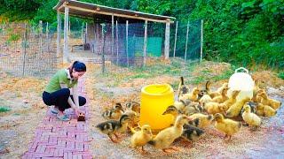 Go To Market Buy A Flock Of Ducklings To Raise - Building Duck Farm Before Maternity Leave