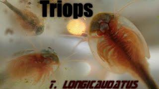 Triops: Birth, Life and Death - Hatching T. longicaudatus