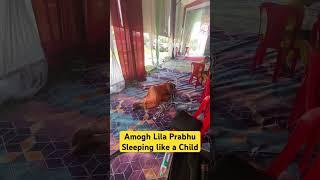 Simple life of a Super Monk || HG Amogh Lila Prabhu #amoghlilaprabhu #myashraya