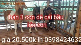 bán 3 con dê cái bầu lứa 2 giá 20.500k lh 0398424632