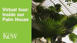 Virtual tour: Inside our Palm House