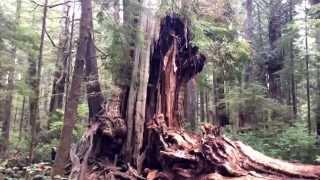 Big cedar tree