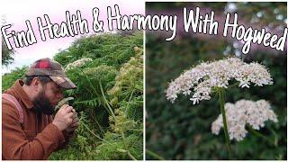 Find Health & Harmony With Hogweed: Wild Food, Medicine, Identification & History 