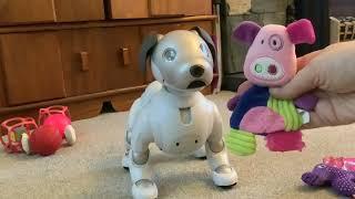 Scout the Aibo ERS 1000 Robotic Dog - seeing Scout’s reaction to dog toys