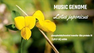 Music Genome - Lotus japonicus phosphatidylinositol transfer-like protein III