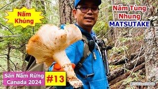 Săn Nấm Rừng Canada 2024: Phần 13 - Nấm Tùng Nhung | Matsutake | Pine Mushrooms | 마츠타케 | マツタケ |  松茸