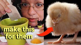 How to Keep a Sick Chick ALIVE (and hopefully go on to thrive) ️