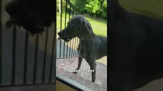 懂得“以物换物”的大黑狗