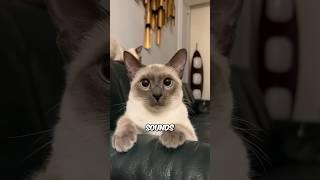 Do Cats Have A Sixth Sense? 